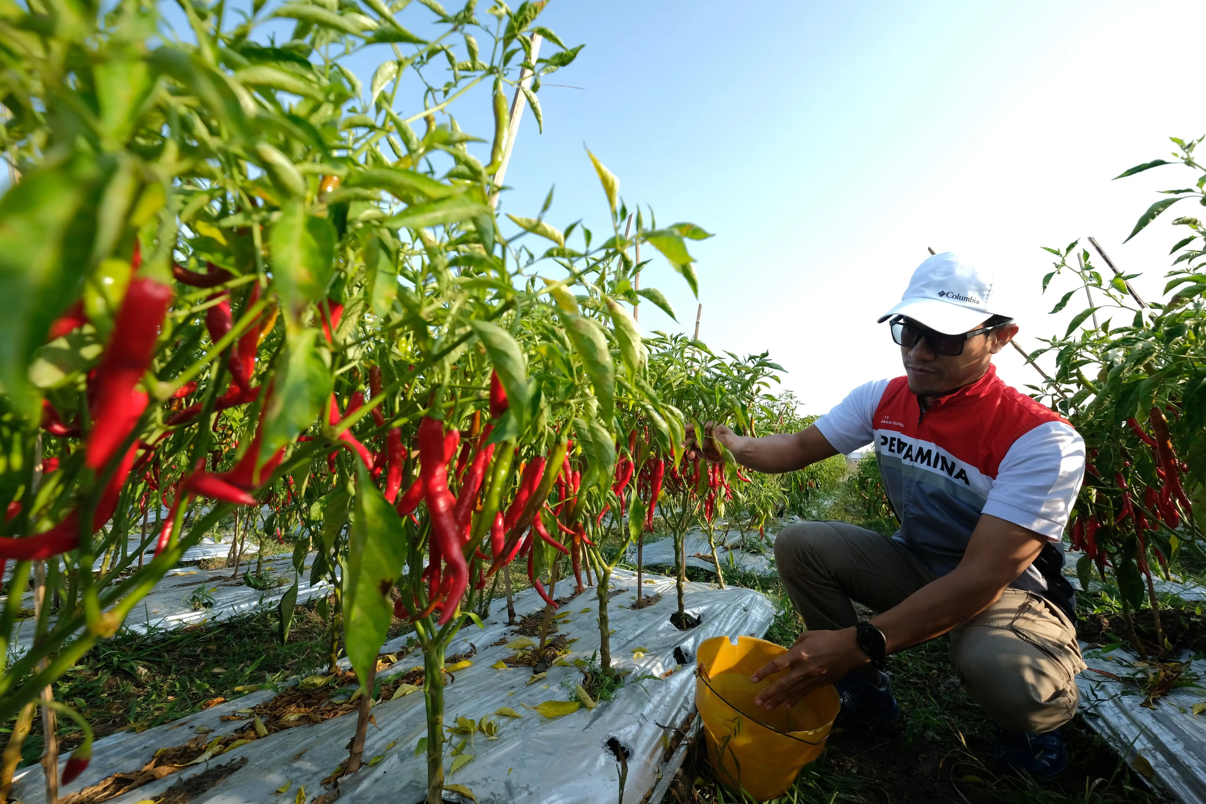 Pertamina EP Cepu Dorong Keberlanjutan Hutan dan Kesejahteraan Masyarakat Melalui Agrosilvopastura