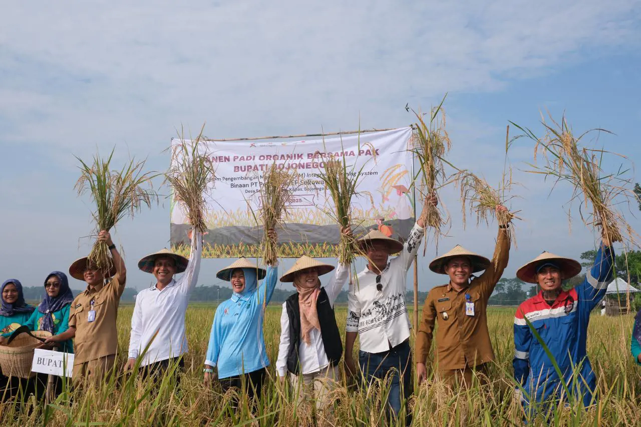 Sinergi Wujudkan Ketahanan Pangan, Kelompok Tani Organik Binaan Pertamina EP Sukowati Field Gelar Panen Padi Organik Bersama Bupati Bojonegoro